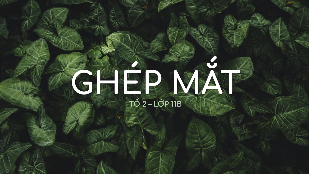 banner%20Ghép%20mắt